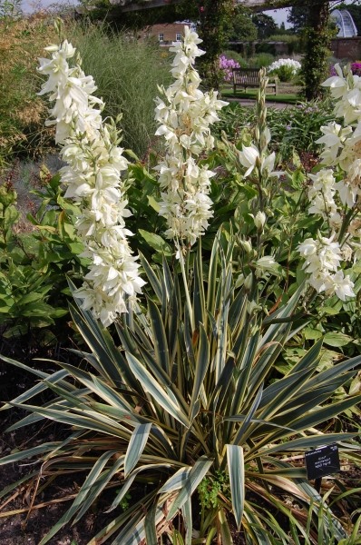 Bright Edge Yucca