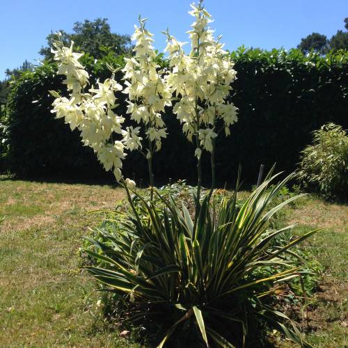 Bright Edge Yucca