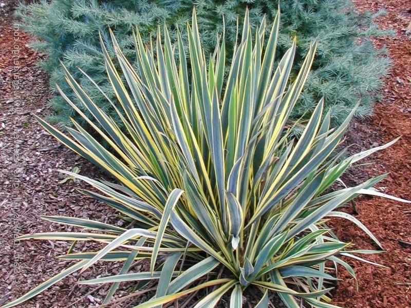 Bright Edge Yucca