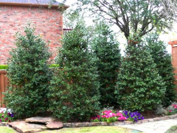 Acadiana Holly