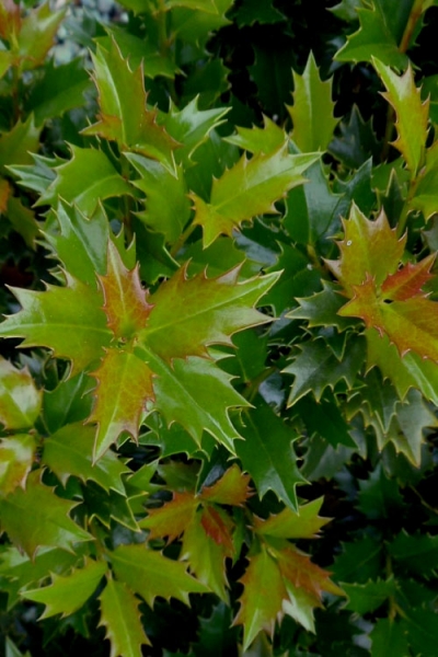 Acadiana Holly