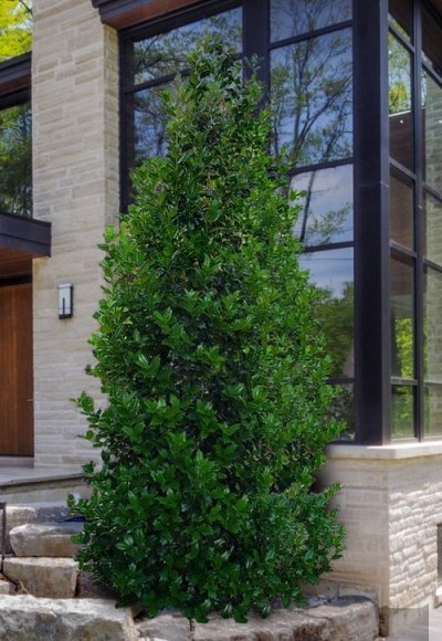 Acadiana Holly