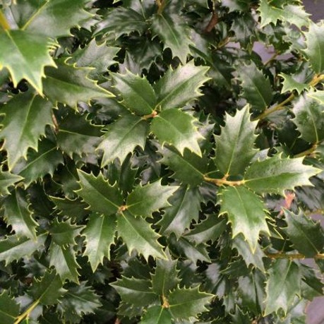 Acadiana Holly