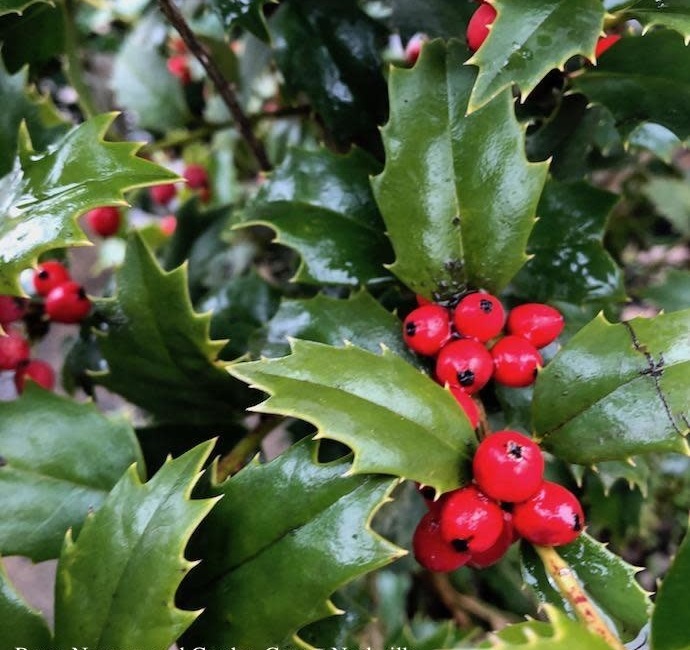 Acadiana Holly