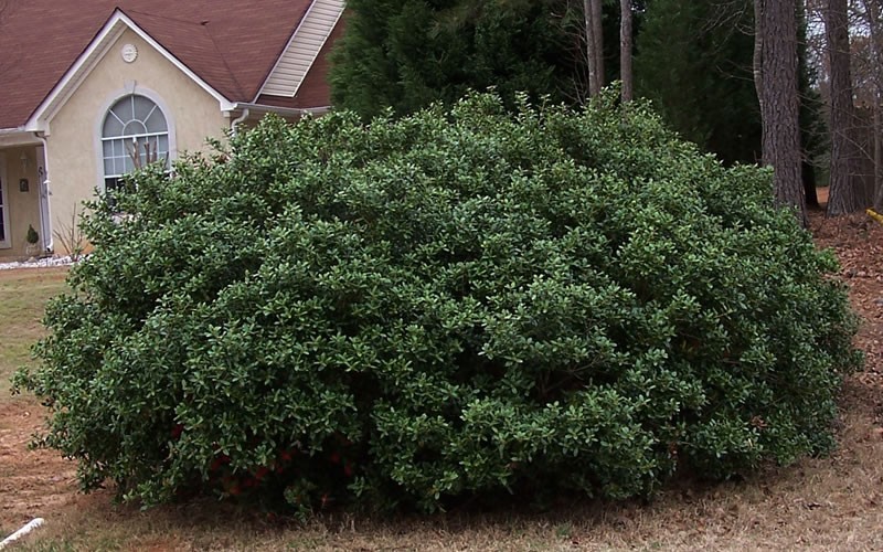 Dwarf Burfordi Holly