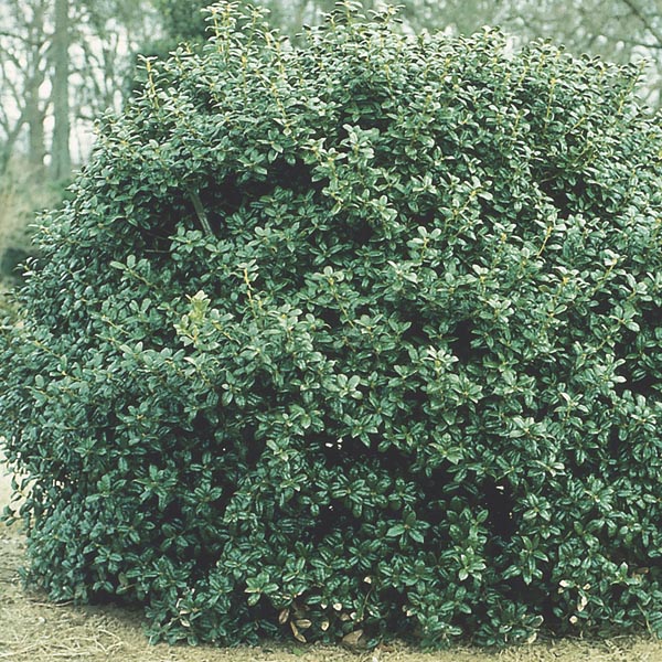 Dwarf Burfordi Holly