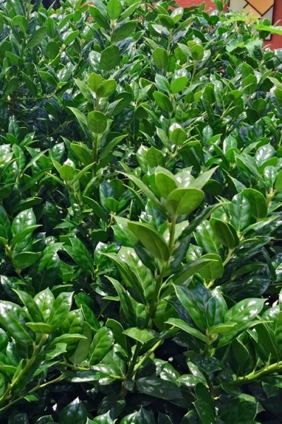 Dwarf Burfordi Holly