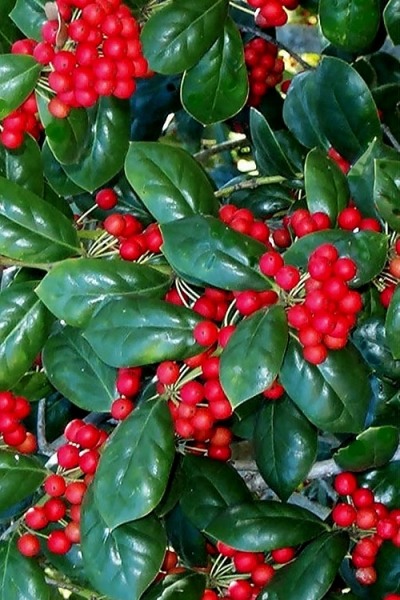 Dwarf Burfordi Holly