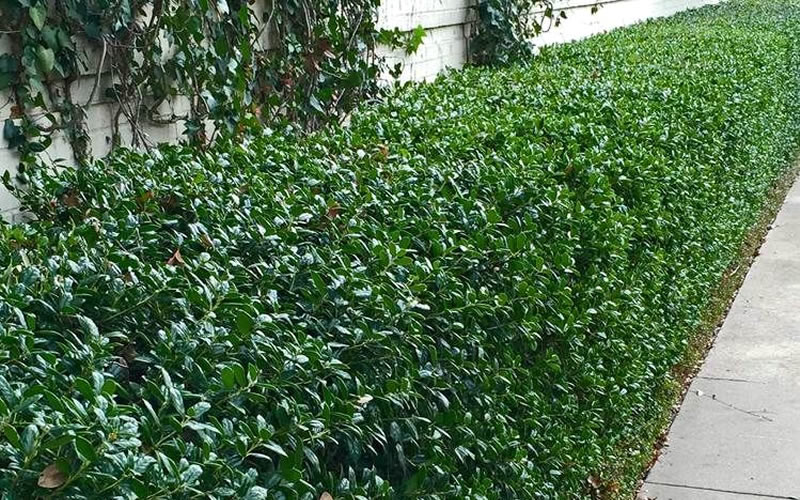 Dwarf Burfordi Holly
