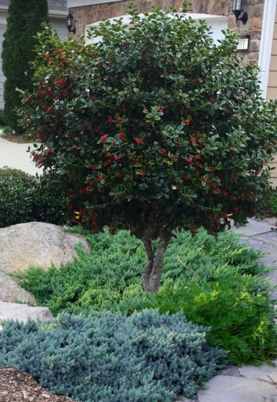Dwarf Burfordi Holly