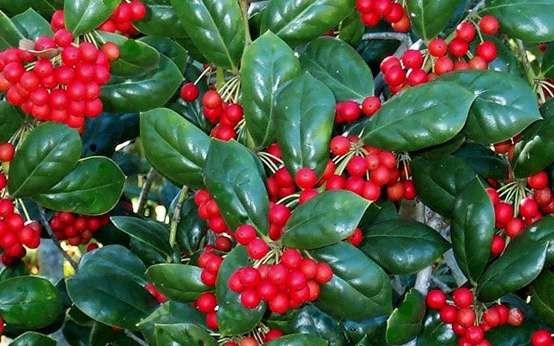 Dwarf Burfordi Holly