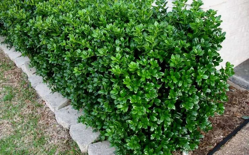 Dwarf Burfordi Holly