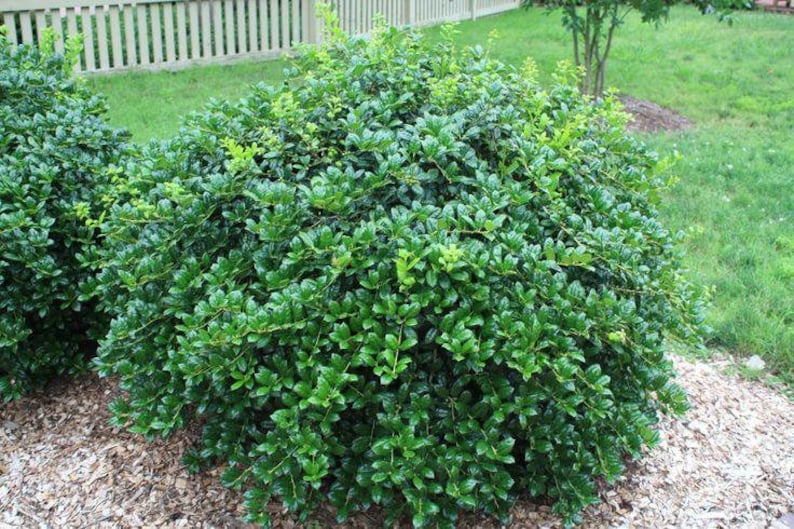 Dwarf Burfordi Holly