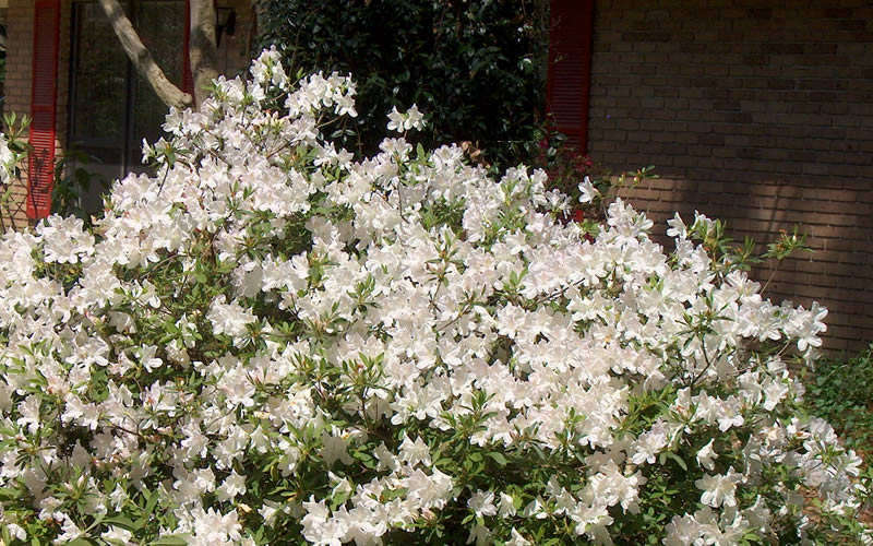 Autumn Ivory Encore Azalea