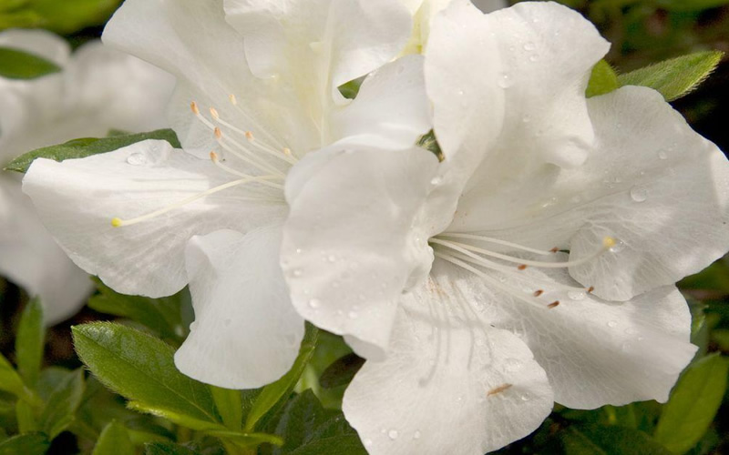 Autumn Ivory Encore Azalea