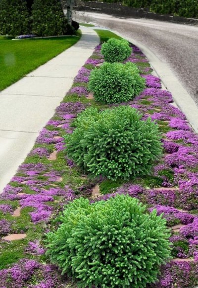 Dragon Prince Cryptomeria