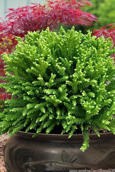 Dragon Prince Cryptomeria