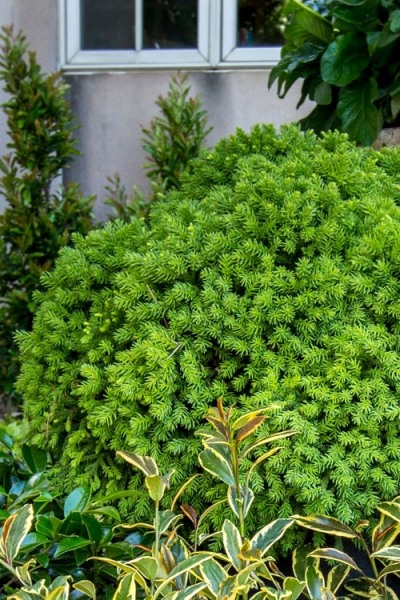 Dragon Prince Cryptomeria