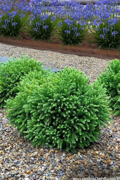 Dragon Prince Cryptomeria