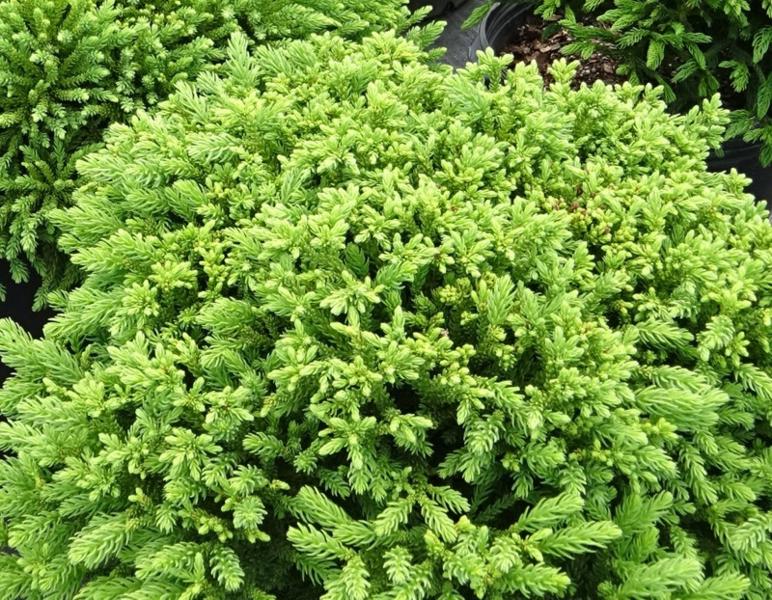 Dragon Prince Cryptomeria