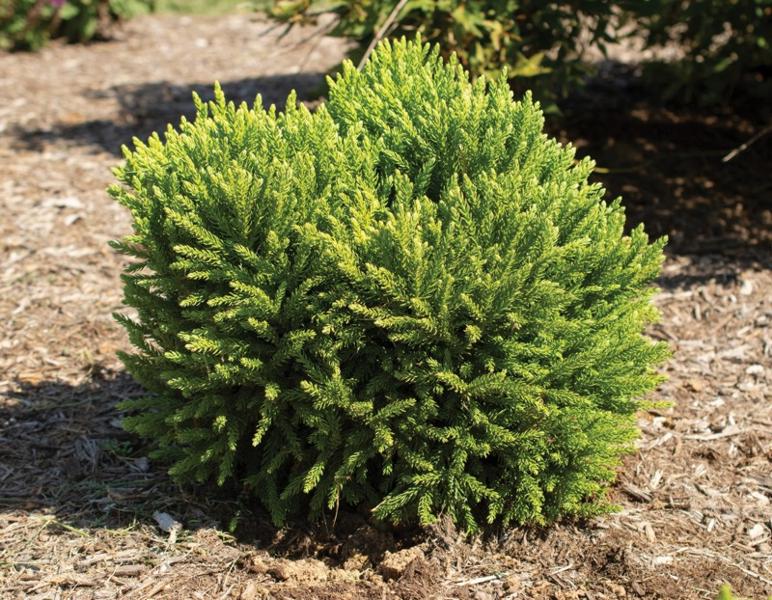 Dragon Prince Cryptomeria