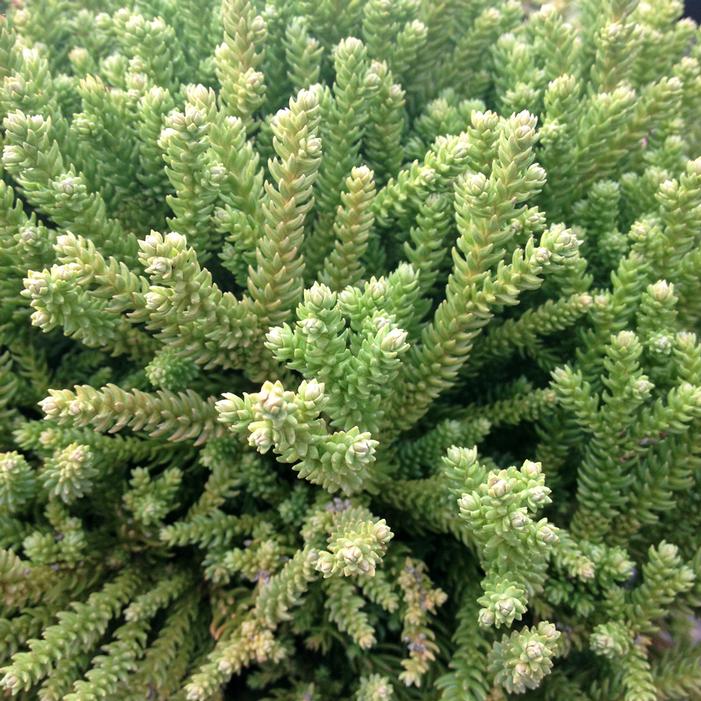 Dragon Prince Cryptomeria