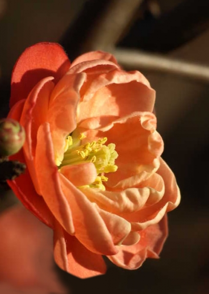 Chojuraku Orange Double Flowering Quince