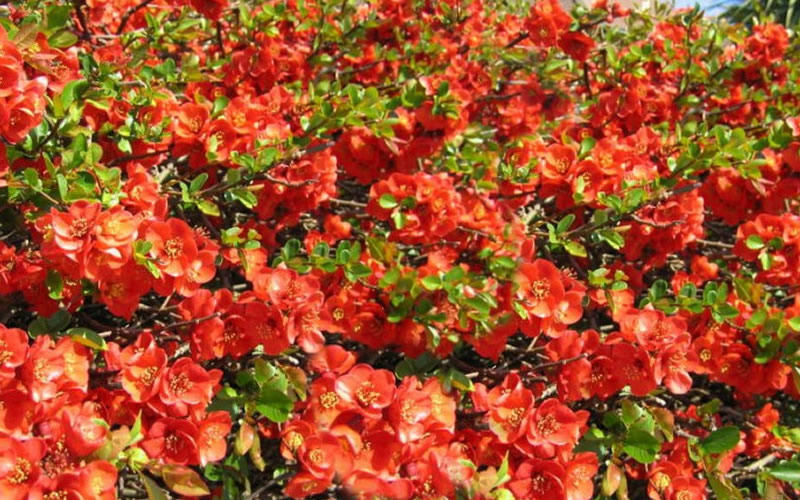 Chojuraku Orange Double Flowering Quince