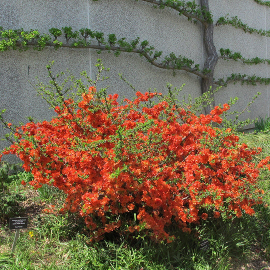 Chojuraku Orange Double Flowering Quince