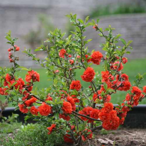 Chojuraku Orange Double Flowering Quince
