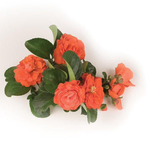Chojuraku Orange Double Flowering Quince