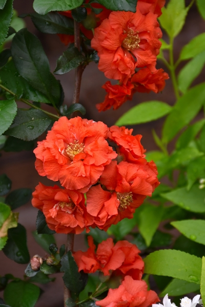 Chojuraku Orange Double Flowering Quince