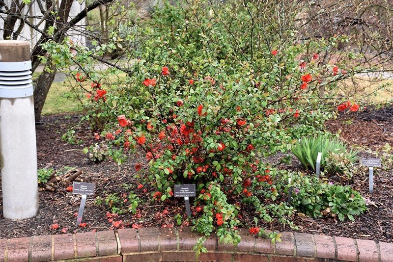 Chojuraku Orange Double Flowering Quince