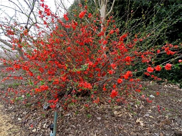 Chojuraku Orange Double Flowering Quince
