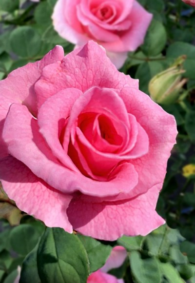 Brindabella Pink Princess Shrub Rose