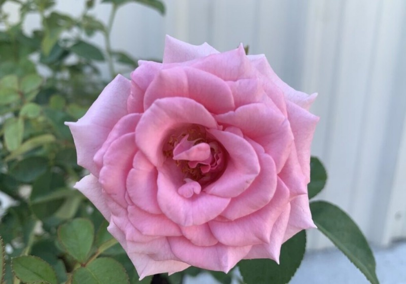 Brindabella Pink Princess Shrub Rose