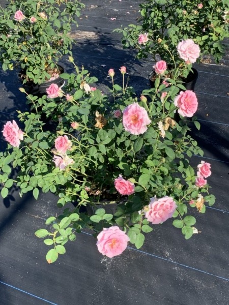Brindabella Pink Princess Shrub Rose