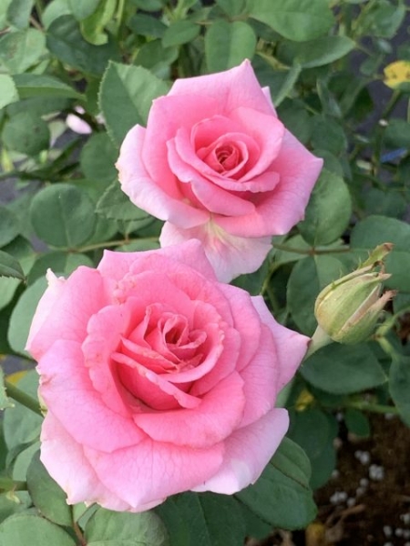 Brindabella Pink Princess Shrub Rose