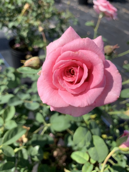 Brindabella Pink Princess Shrub Rose