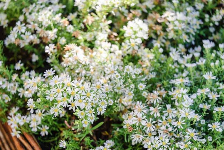 Aster ericoides Snow Flurry