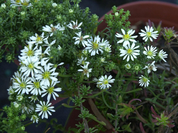 Aster ericoides Snow Flurry