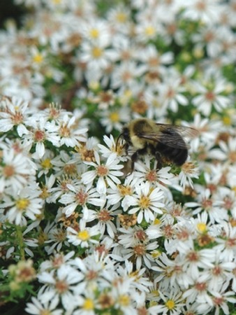 Aster ericoides Snow Flurry