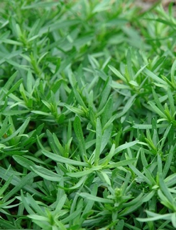 Aster ericoides Snow Flurry