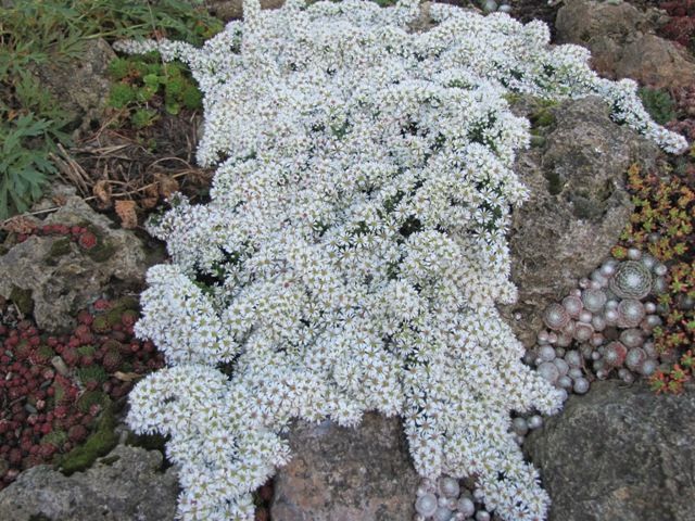 Aster ericoides Snow Flurry