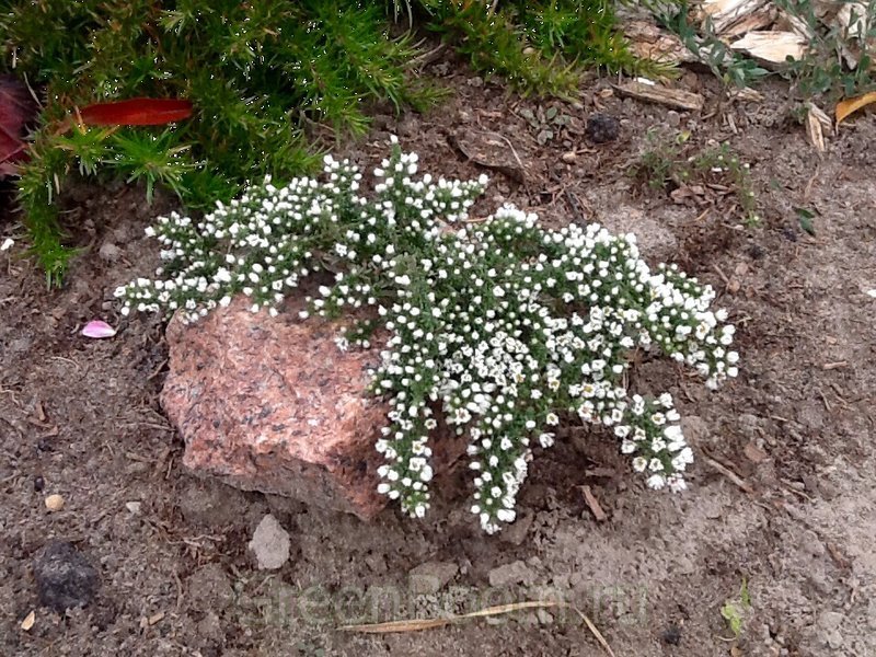 Aster ericoides Snow Flurry