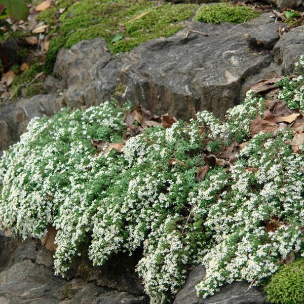 Aster ericoides Snow Flurry