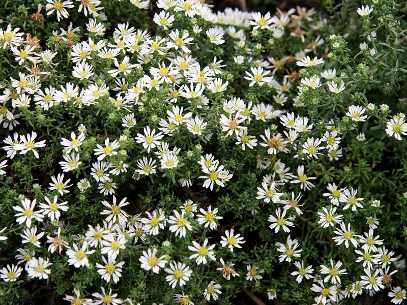 Aster ericoides Snow Flurry