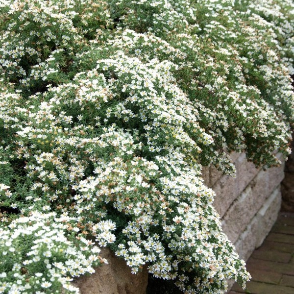 Aster ericoides Snow Flurry