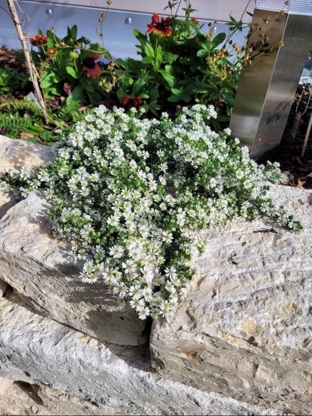 Aster ericoides Snow Flurry