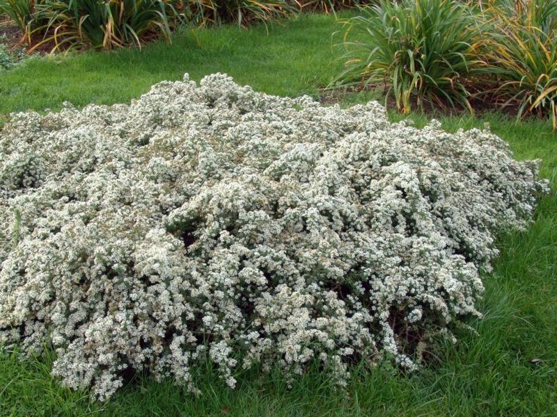 Aster ericoides Snow Flurry